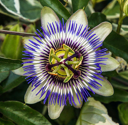 Detailaufnahme einer Passionsblume, verwendet in der Phytotherapie zur natürlichen Heilung.